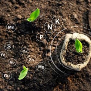 Unlock the Secrets of Plant Growth: Essential Elements for Thriving Gardens 4 unlock the secrets of plant growth essential elements for thriving gardens