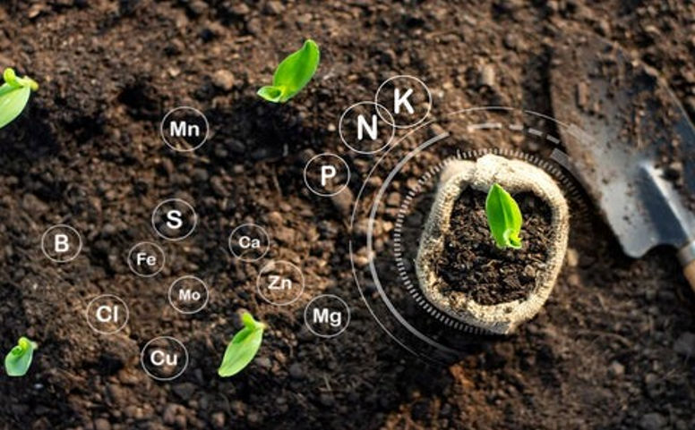 Unlock the Secrets of Plant Growth: Essential Elements for Thriving Gardens 1 unlock the secrets of plant growth essential elements for thriving gardens