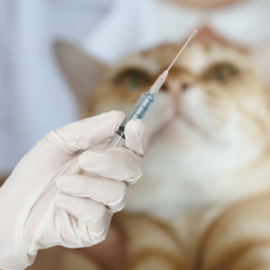 Unlocking the Truth: Indoor Cats and Rabies Shots - Discoveries that Will Protect Your Feline Friend 9 unlocking the truth indoor cats and rabies shots discoveries that will protect your feline friend