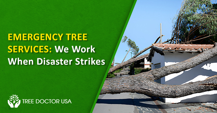 Emergency Tree Service